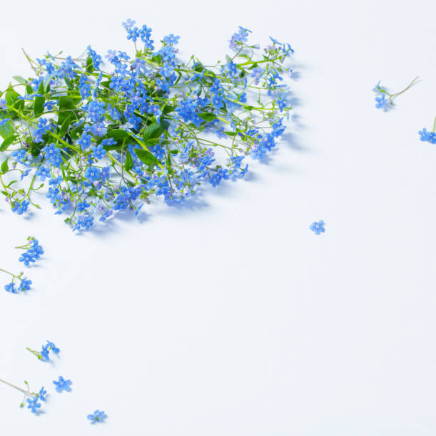 istock forget-me-not flowers on white background 1391971965