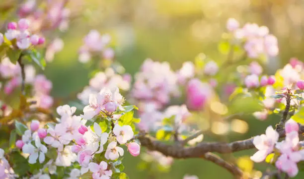 Photo of pink and white apple flowers in sunlight outdoor