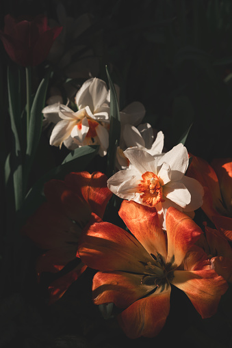 Beautiful orange lily on dark background, mood springtime, close up blossom, vertical