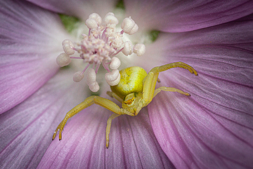 Male Goldenrod Crab Spider Male Variable Thomise Crab Spider Stock