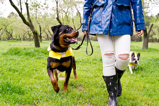 Low angle view of rottweiler dog with raincoat running in the park.