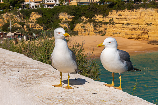 eagulls standing close together near Senhora da Rocha Promontory