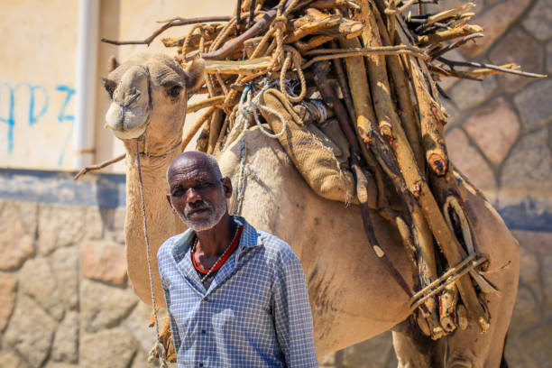 ケレン動物市場でわらのパックを持つラクダの近くの老人 - camel fair ストックフォトと画像