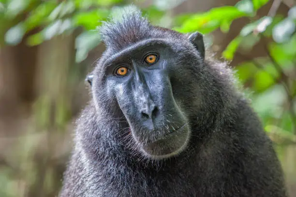 A Crested black macaque in its natural habitat, inside Tangkoko Park in Sulawesi. It is a protected area for this endemic animal.