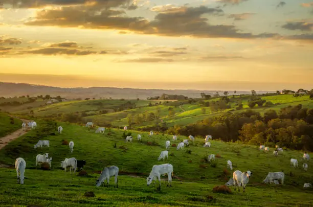 Livestock grazing on green pasture at sunset