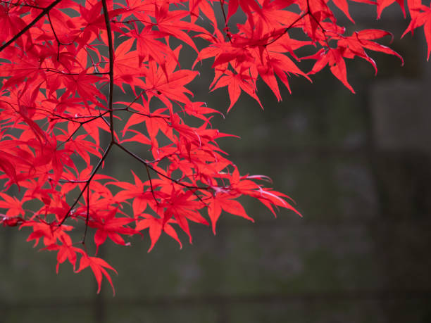 acero giapponese con fogliame rosso autunnale - beauty in nature bright building exterior close up foto e immagini stock