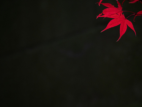 Red Japanese maple leaves against a black background with leaves illuminated from behind. Image has copy space.