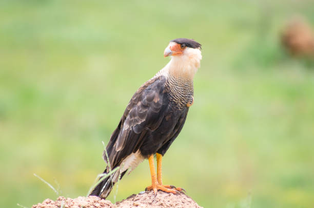istock Hawk sitting on rock looking for prey 1391977134