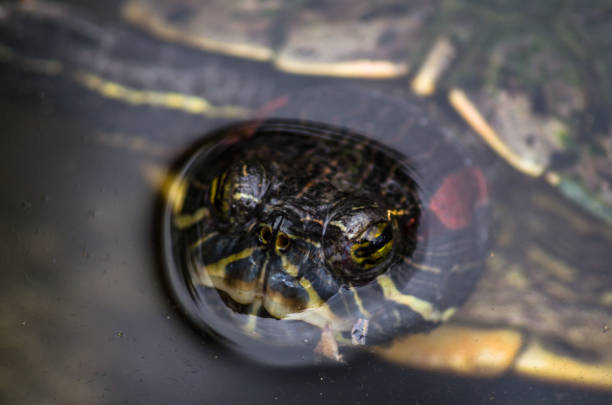 istock Close-up of turtle 1391977160