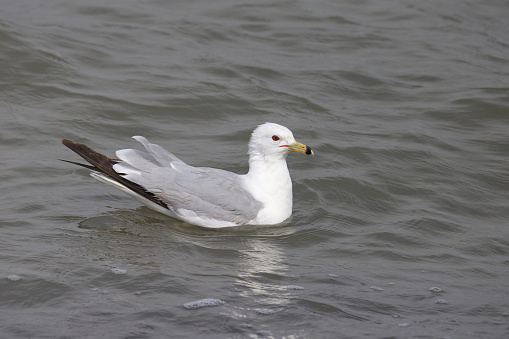 Ring-billed Gull (larus delawarensis) swimming in a lake