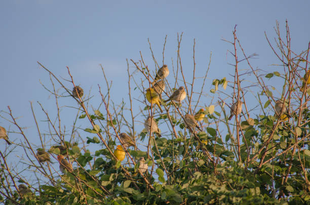 istock Flock of canary birds on tree 1391977410