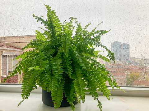 ephrolepis exaltata, Boston fern houseplant in pot on windowsill in a rainy day. green plant leaves over rain drops on window against city view with selective focus