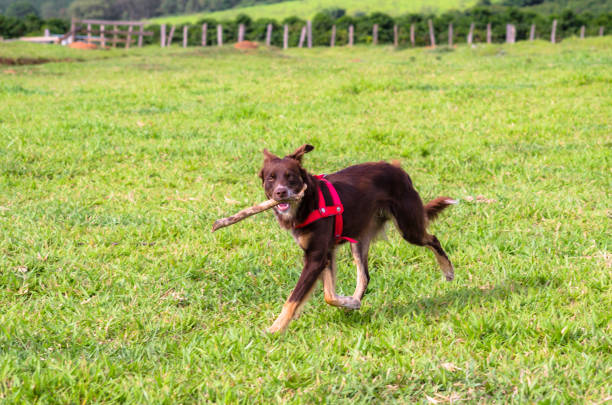 Italian greyhound dog  playing with colored ball in mouth