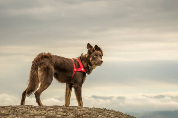 istock Majestic dog with sky background 1391979419