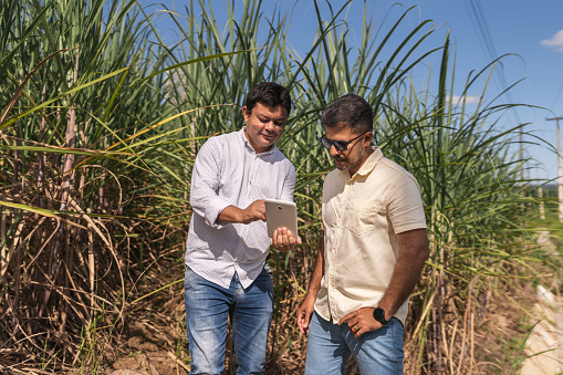 Farmer, People, Working, Agronomist, Sugar Cane