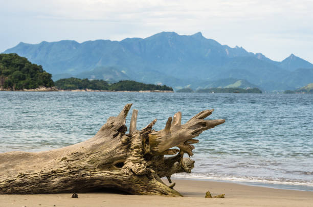 istock Fallen tree trunk on beach with mountains on the background 1391980345