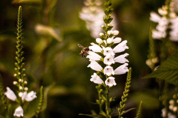 istock The bee flew to the white flower for nectar 1391981154