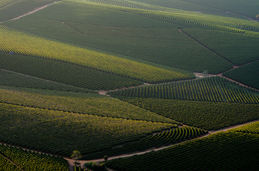 Aerial view of coffee field / plantation in southern Minas Gerais, Brazil, one of the regions in Brazil known for its amazing coffee.