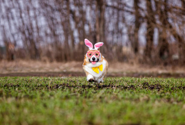 istock cute corgi dog puppy in Easter bunny ears runs through a green spring field 1391981961