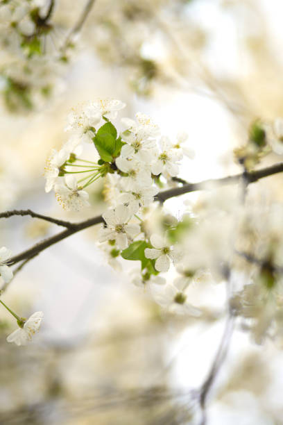istock Cherry blossom in spring. White flowers on bloom 1391982013