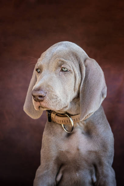 Weimaraner offspring dog on sofa.