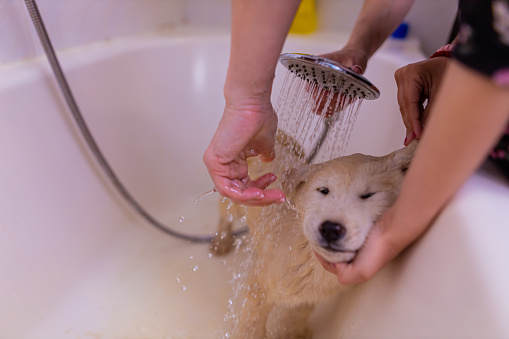 With a head of shower, unrecognizable persons bathing the dog puppy in a bathtub.