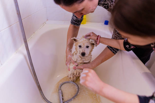 istock SPA treatment for a loving pet dog 1391982057