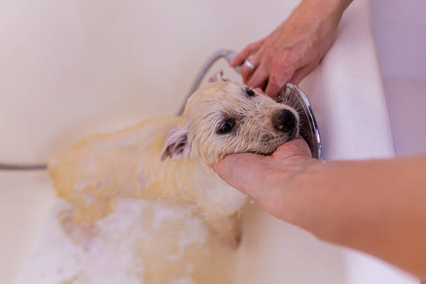 istock Little white puppy showering in a bathtub 1391982127