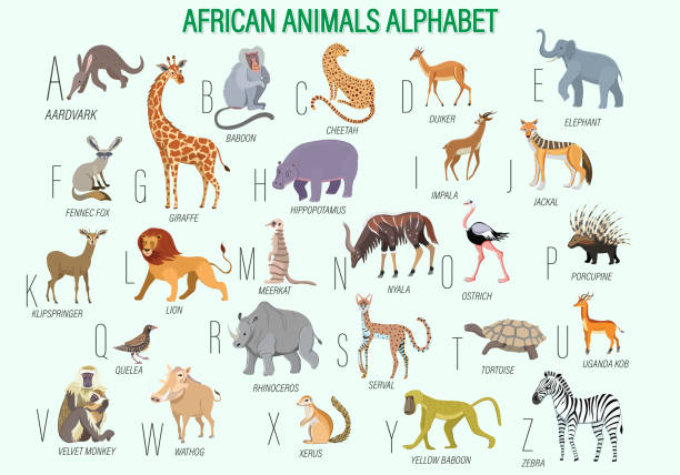 Large collection of African animals. African animals alphabet. Educational poster. Large collection of African animals. African animals alphabet. Educational poster. african ground squirrel stock illustrations