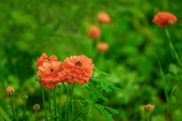 Ranunculus flowers in greenhouse.