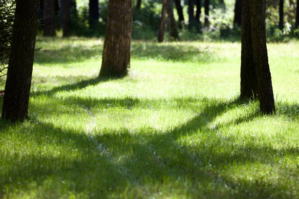 Sun rising through pine forest spreading beautiful shadows on the ground. Environmental biodiversity care and health benefits from nature tree medicine.