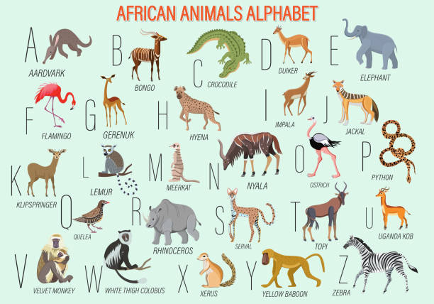 illustrazioni stock, clip art, cartoni animati e icone di tendenza di grande collezione di animali africani. alfabeto, tipi e nomi degli animali africani. poster didattico. coccodrillo - impala
