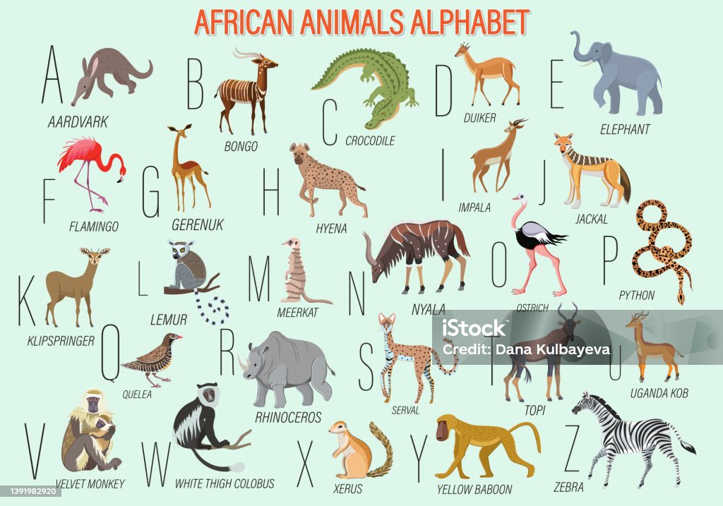 Large Collection Of African Animals African Animals Alphabet Types And Names  Educational Poster Crocodile Stock Illustration - Download Image Now -  iStock