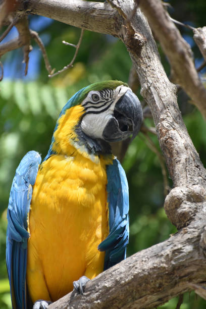 istock Chatty Blue and Gold Macaw in a Tree 1391983209