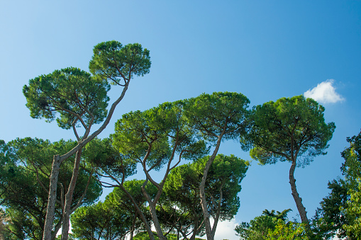 A group of Italian stone pine trees against a bright clear blue sky.