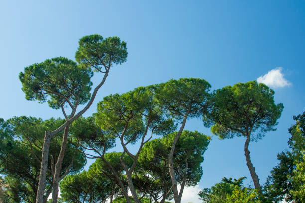 pinheiros de pedra italiana - parasol pine - fotografias e filmes do acervo