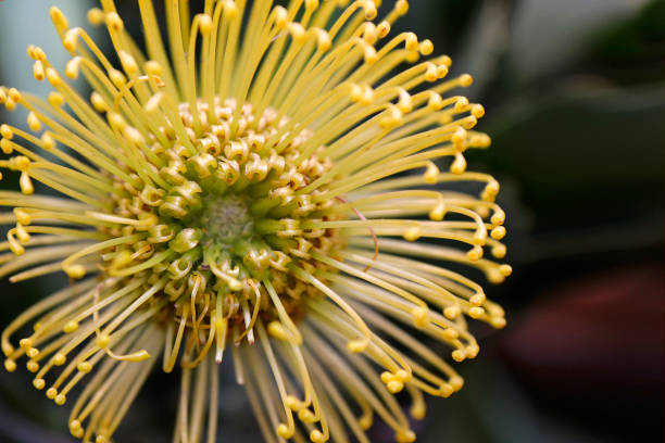 istock Flower Leukospermum high gold . 1391986024
