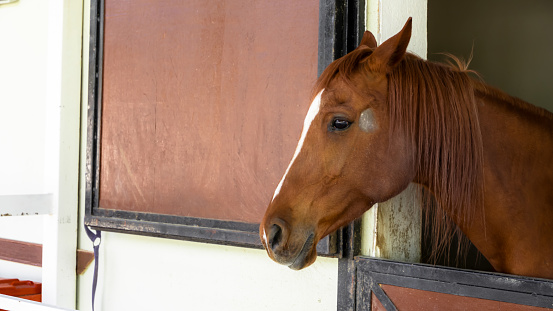 Brown Race Horse In the Barn, İzmir Jockey Club, Two Horses In İzmir Hippodrome