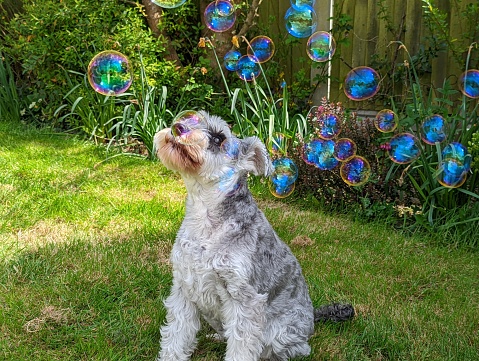 Schnauzer with bubbles