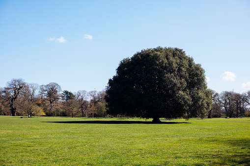 A big tree in Greenwich Park