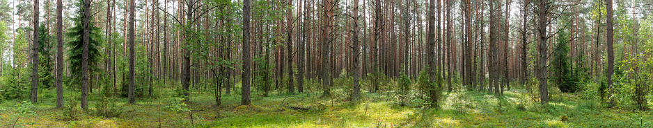 Dense naturally wild pine forest, panorama, large trees, bushes and grass