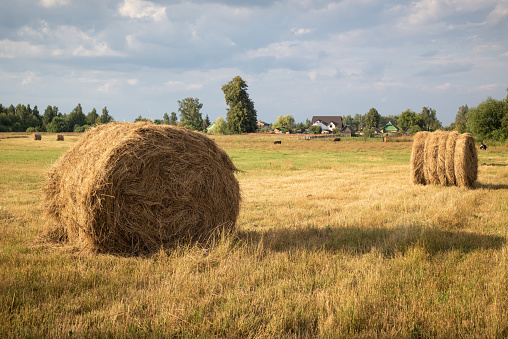 Freshly cut grass in the field. Autumn landscape. Farm animal feed.