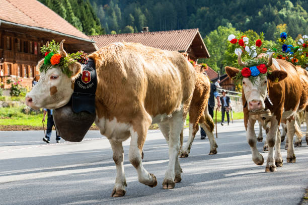 evento de trashumancia en charmey - cow swiss culture switzerland cattle fotografías e imágenes de stock