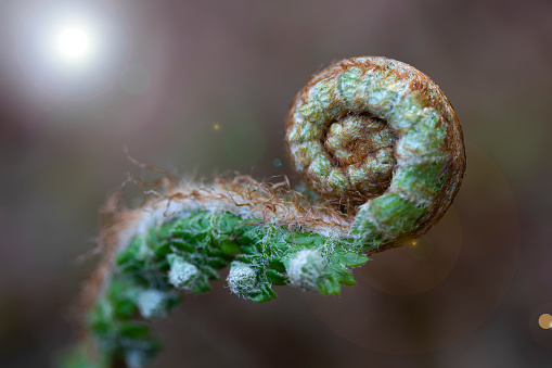 nature background with fern plant closed in spiral. details. macro photography. space for copy. swirl. Young plant