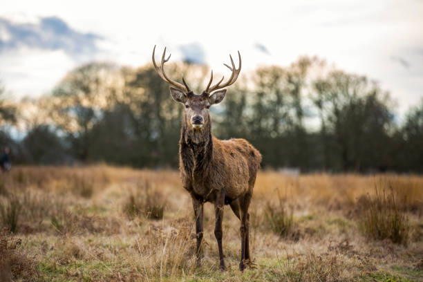 Red Deer looking at the camera Red deer in Richmond Park London on the sunset richmond park stock pictures, royalty-free photos & images