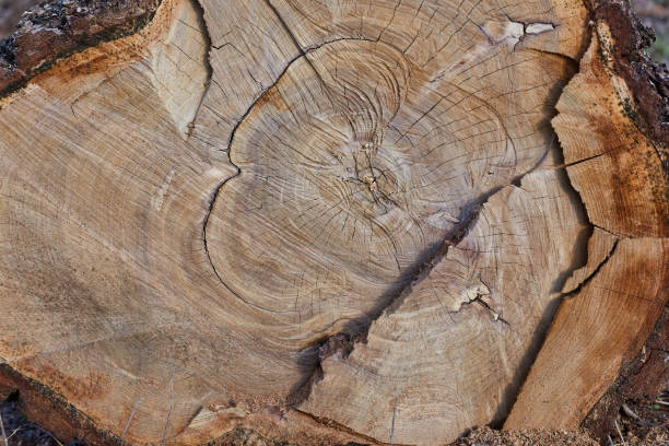 istock close up old wood texture for background 1391991269