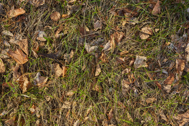 istock The first spring flowers, small yellow flowers 1391991286