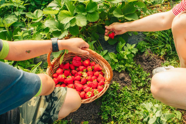 istock mother with son at strawberry farm 1391991764