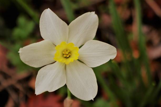 istock Face of a Daffodil 1391993465