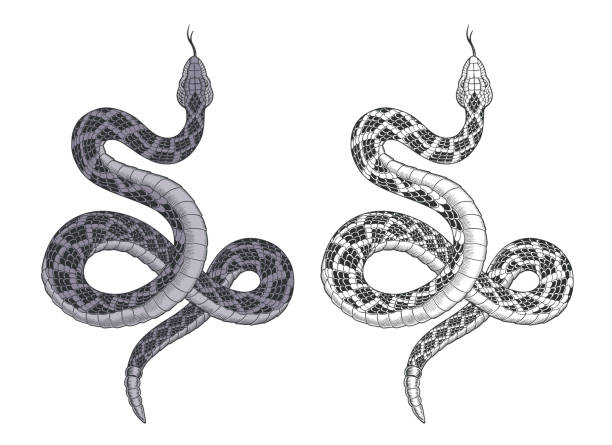 schlangenangriffe. klapperschlangen-tattoo isoliert auf weißer vektorillustration. - anakonda stock-grafiken, -clipart, -cartoons und -symbole